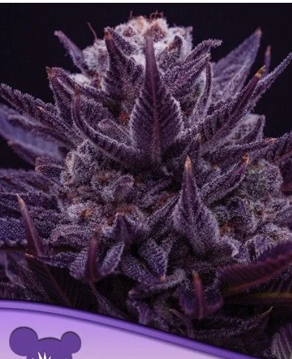 Imperium X Feminized Seeds