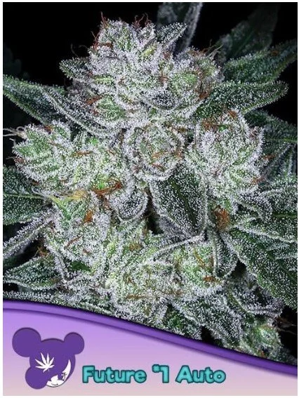 Future #1 Auto Feminized Seeds