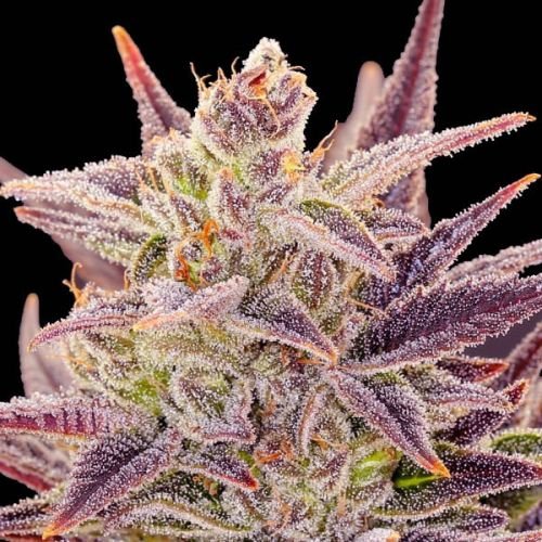 Auto Imperium X - 5-pack - Feminized - Anesia Seeds