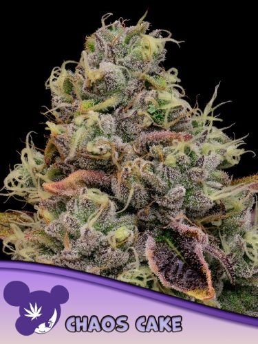 Chaos Cake - 5-pack - Feminized - Anesia Seeds