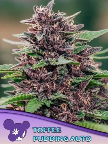 Toffee Pudding Auto - Feminized - Anesia Seeds
