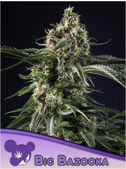Big Bazooka Feminized Seeds