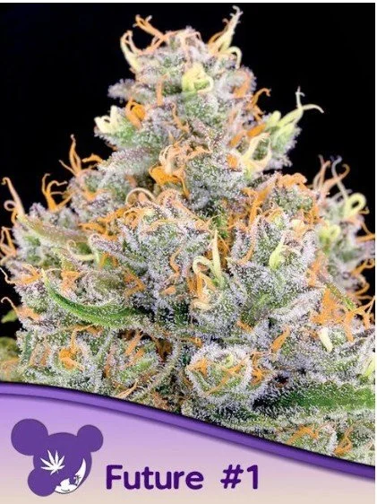 Future #1 Feminized Seeds