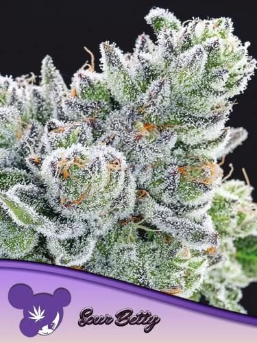 Sour Betty - 5-pack - Feminized - Anesia Seeds