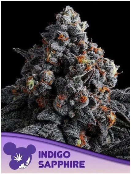 Indigo Sapphire Feminized Seeds