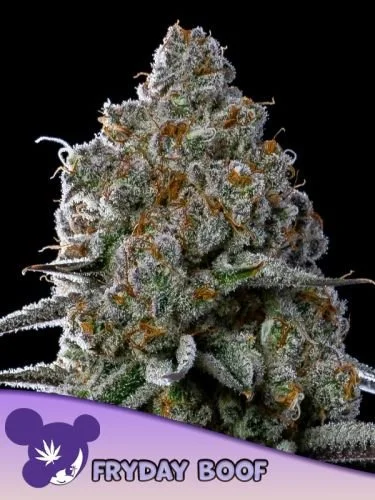 Fryday Boof - 5-pack - Feminized - Anesia Seeds
