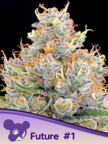 Future #1 - Feminized - Anesia Seeds