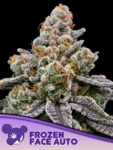 Frozen Face Auto - Feminized - Anesia Seeds