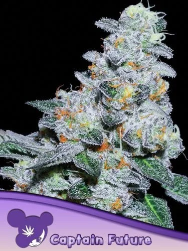 Captain Future - Feminized - Anesia Seeds