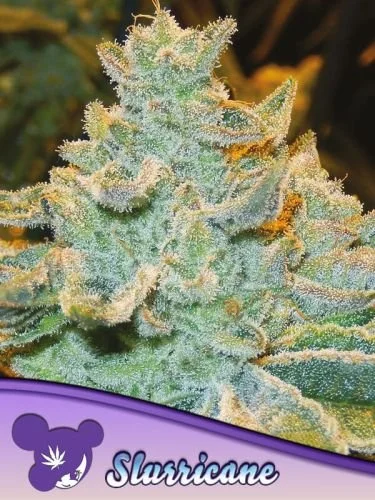 Slurricane - Feminized - Anesia Seeds