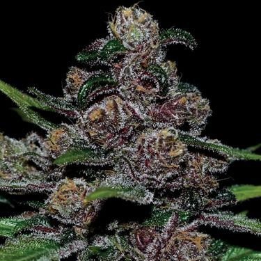Auto Blackberry Moonrocks - Feminized - Anesia Seeds