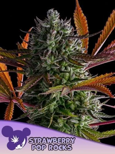Strawberry Pop Rocks - 5-pack - Feminized - Anesia Seeds