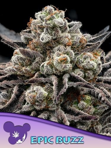 Epic Buzz - 5-pack - Feminized - Anesia Seeds