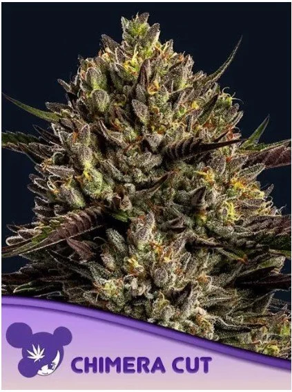 Chimera Cut Feminized Seeds