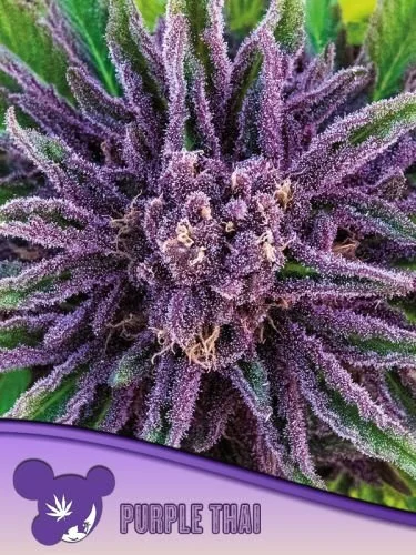 Purple Thai - Feminized - Anesia Seeds