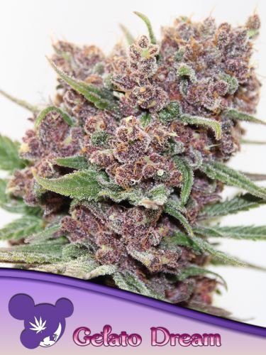 Gelato Dream - 5-pack - Feminized - Anesia Seeds