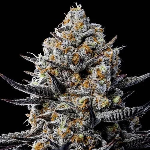 Jealousy Dankness - 5-pack - Feminized - Anesia Seeds