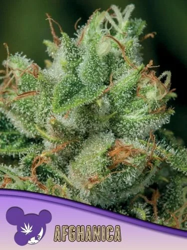 Afghanica - 5-pack - Feminized - Anesia Seeds