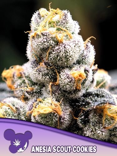 Anesia Scout Cookies - 5PACK - Feminized - Anesia Seeds