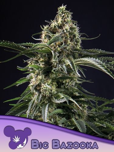 Big Bazooka - 5-pack - Feminized - Anesia Seeds