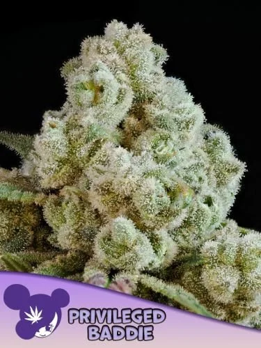 Privileged Baddie - 5-pack - Feminized - Anesia Seeds