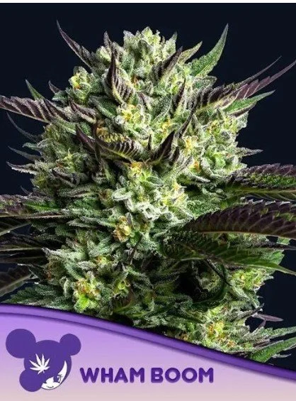 WHAM BOOM Feminized Seeds