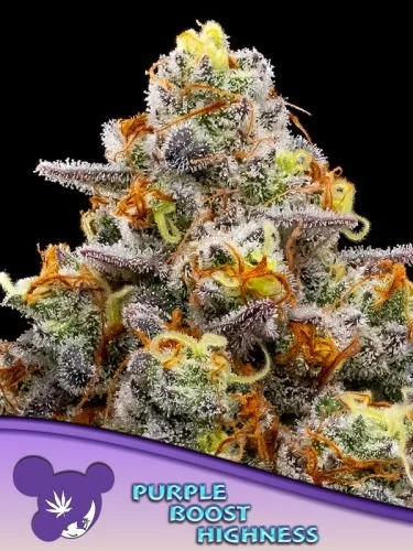 Purple Boost Highness - 5-pack - Feminized - Anesia Seeds