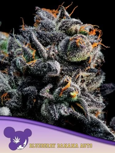 Auto Blueberry Banana - 5pack - Feminized - Anesia Seeds