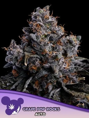 Grape Pop Rocks Auto - 5-pack - Feminized - Anesia Seeds