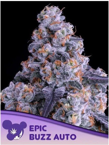 Epic Buzz Auto Feminized Seeds