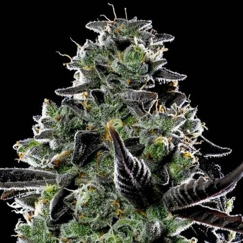 Violet Face Auto - 5-pack - Feminized - Anesia Seeds