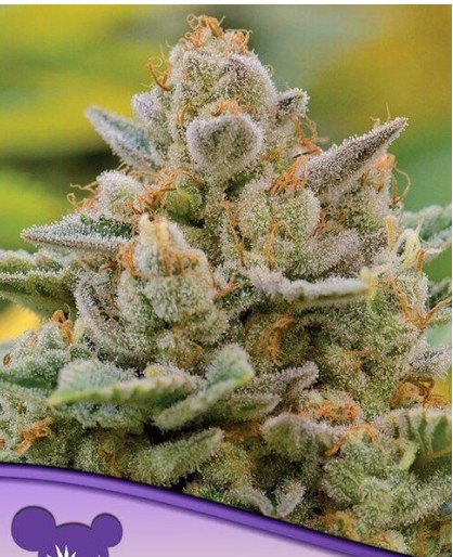 Big Bazooka Auto Feminized Seeds