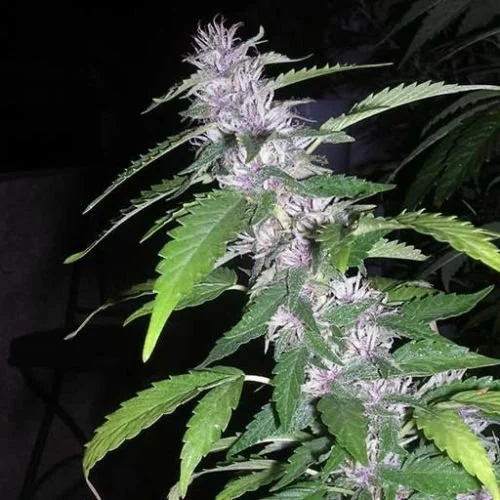 Sandstorm - Regular - Cannabiogen
