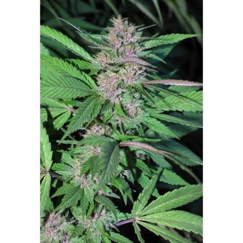 Pakistan Chitral Kush - 5PACK - Feminized - Cannabiogen
