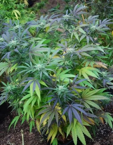 Mango Peyote - 5PACK - Feminized - Cannabiogen
