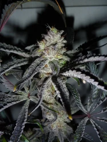 Peyote Purple - 5PACK - Feminized - Cannabiogen
