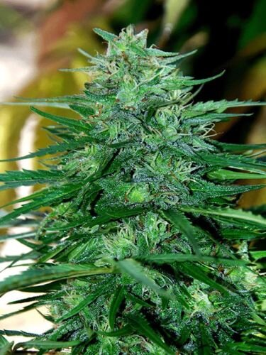 Caribe - 5PACK - Regular - Cannabiogen
