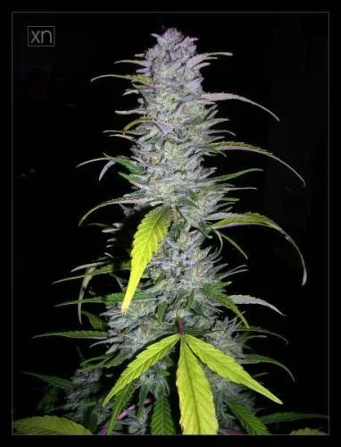 Sugarloaf - 5PACK - Feminized - Cannabiogen
