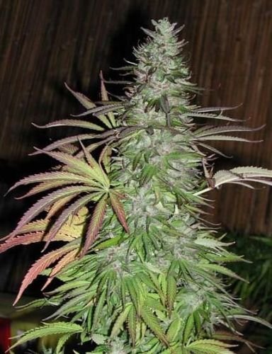 Sugarloaf - 5pack - Regular - Cannabiogen
