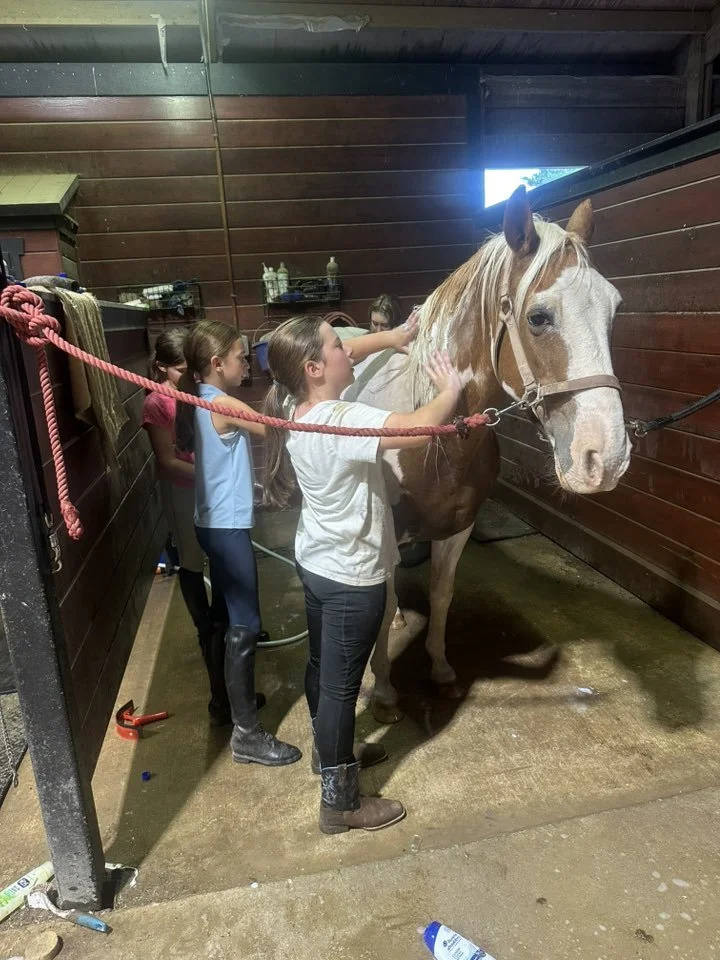 Several young girls brushing a horse inside a stable with dark wooden walls.