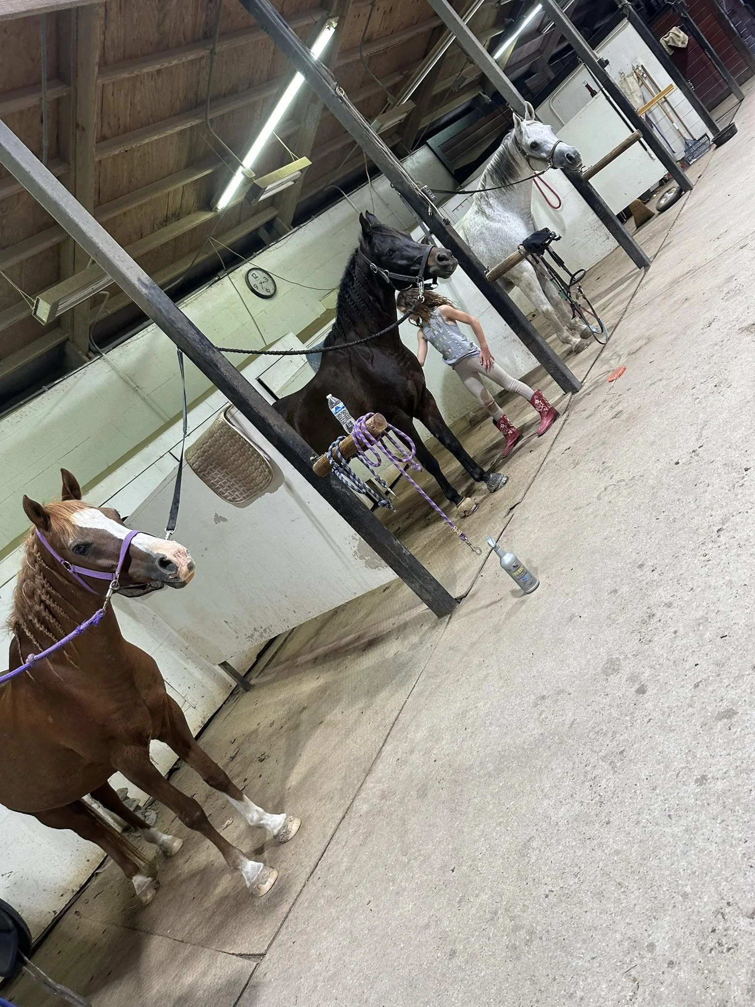 Three horses tied in a barn with a girl standing between the black and white horse.