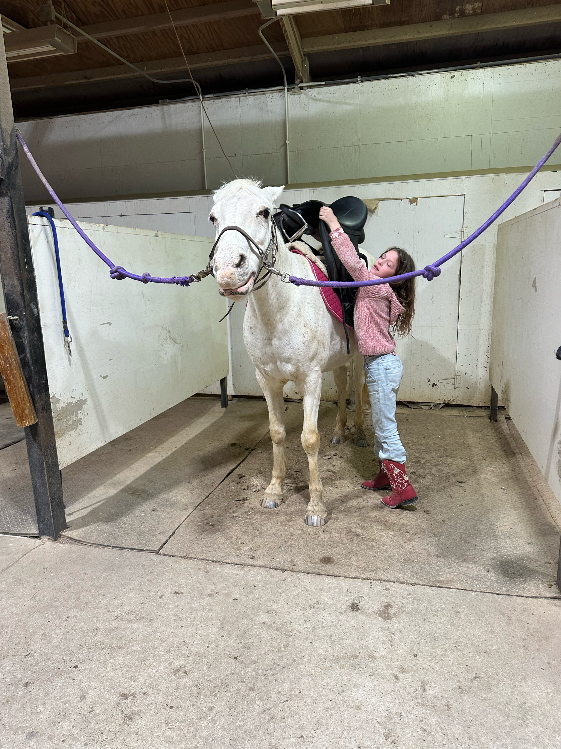 Young girl grooming a white horse in a barn.