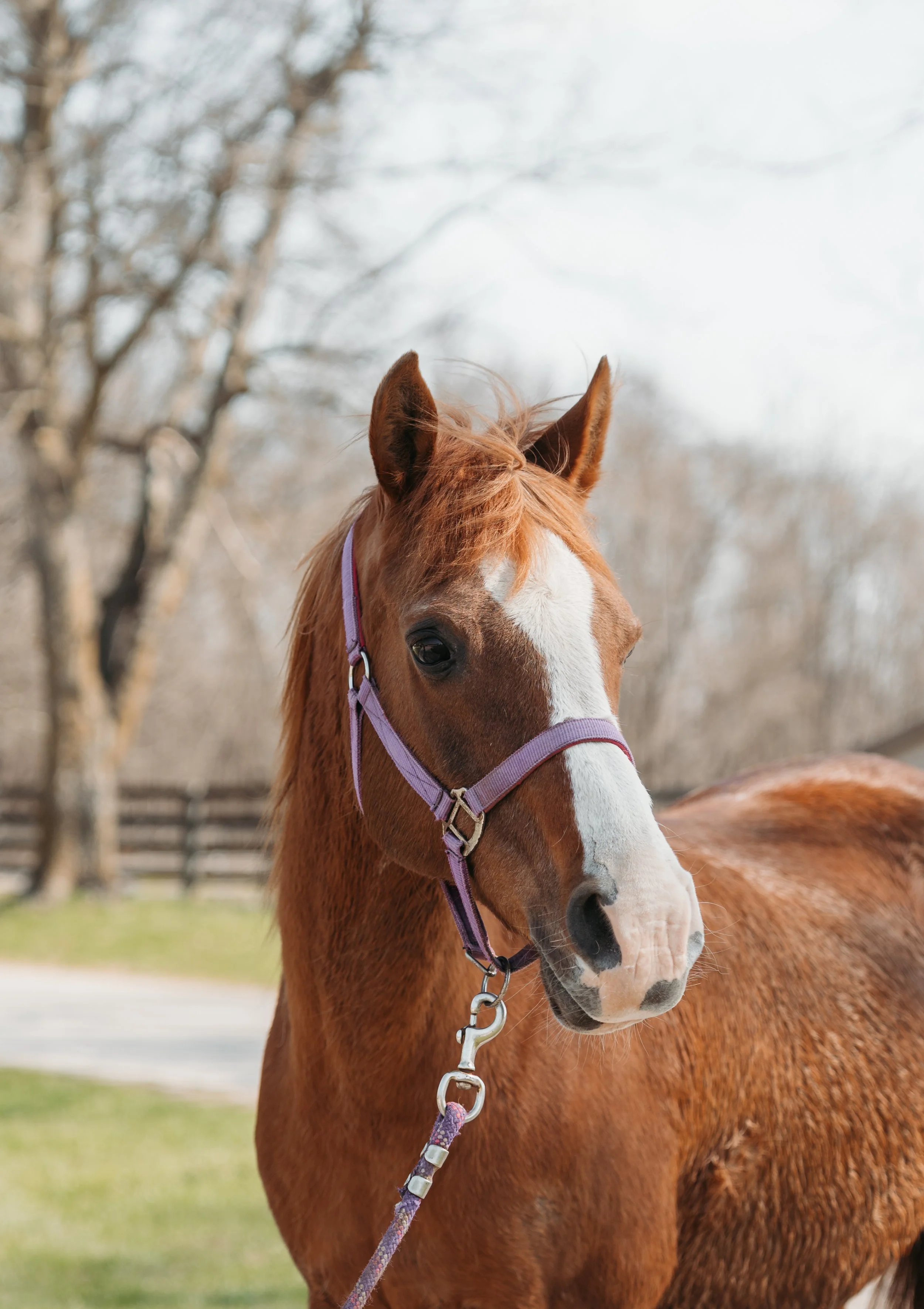 Close-up of a chestnut horse with a white blaze on its face, wearing a purple halter, outdoors in a grassy area with trees and a wooden fence in the background.