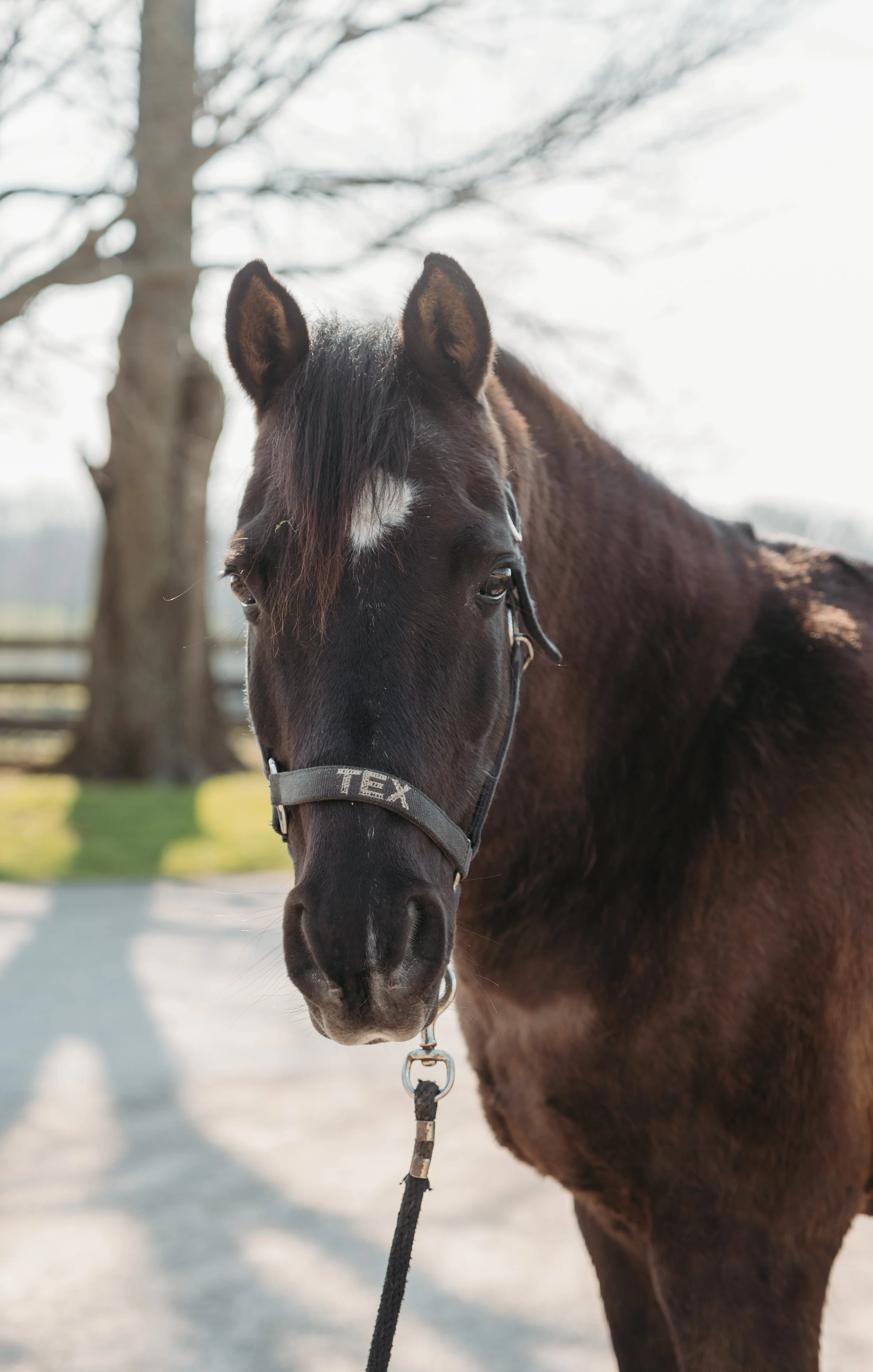 Close-up of a brown horse with a black mane, wearing a gray halter with the name 'TEX' on it, standing outdoors on a sunny day with trees in the background.