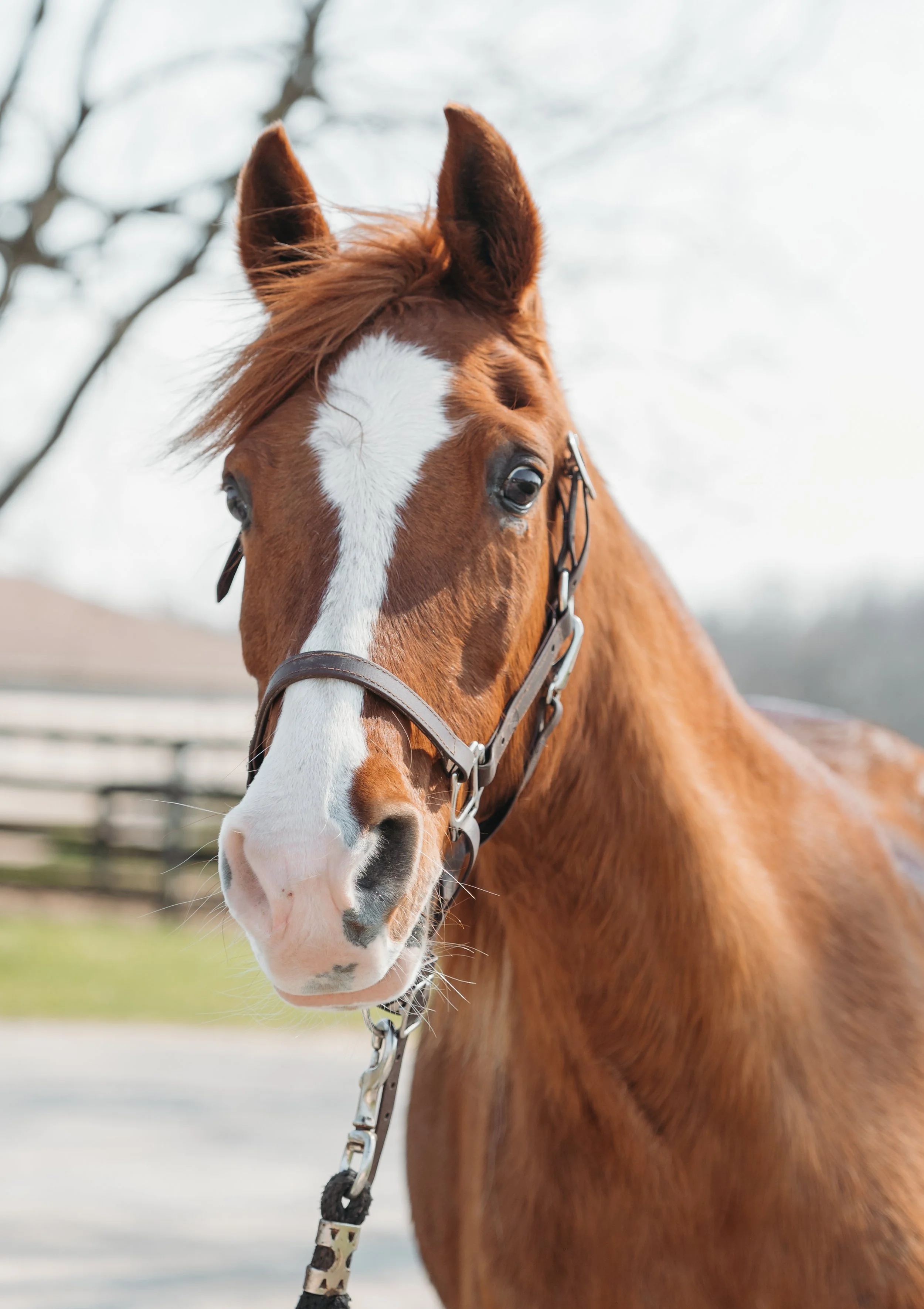 Close-up of a chestnut horse with a white blaze, wearing a bridle, outdoors with blurry trees and fencing in the background.