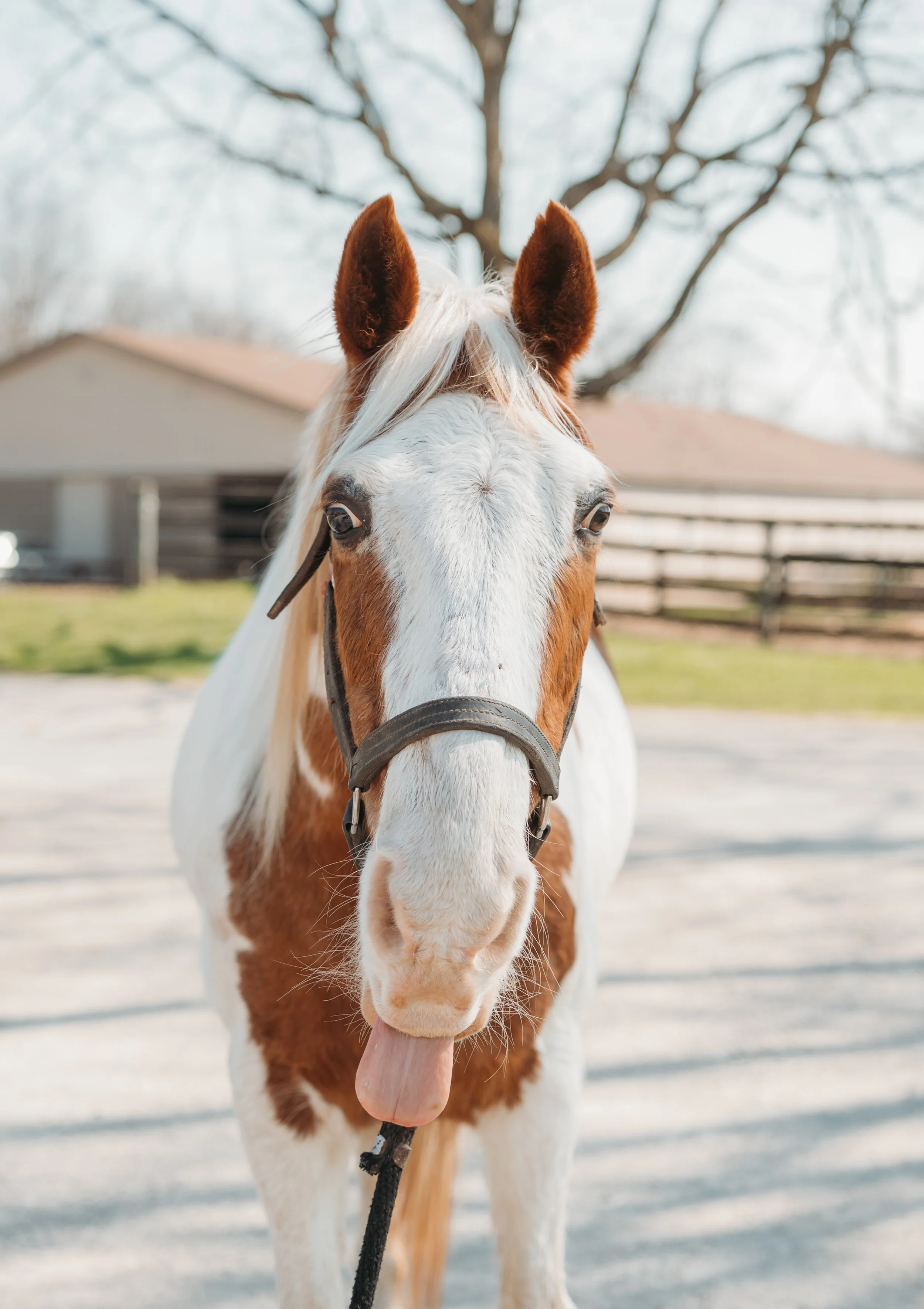 Close-up of a brown and white horse with its tongue out, standing outdoors in a sunny area with trees and a building in the background.