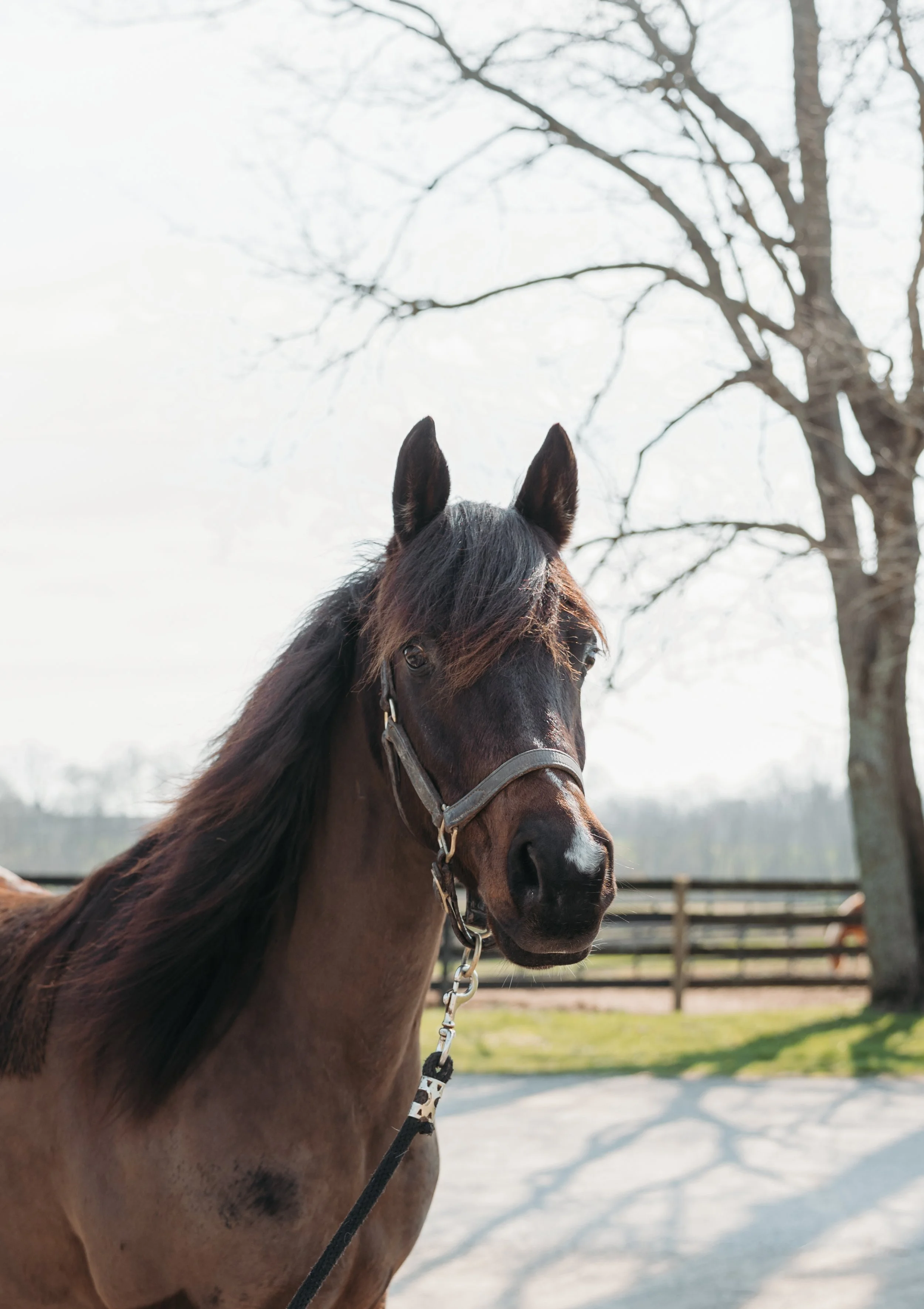 Close-up of a brown horse with a black mane, wearing a halter, standing outdoors with trees and a fence in the background.