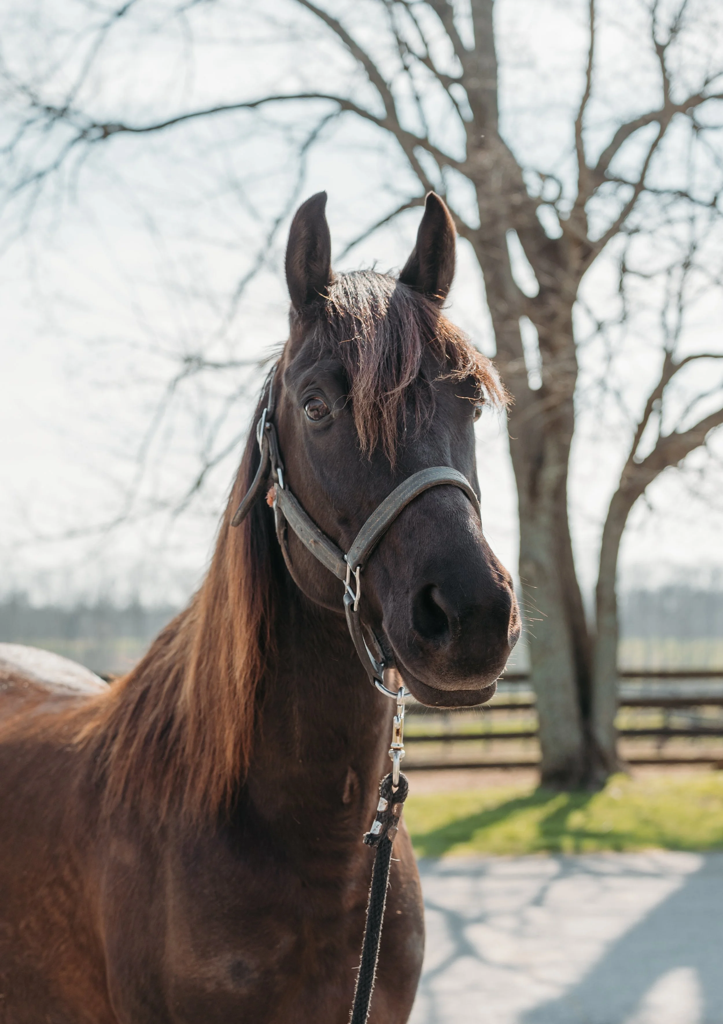 A brown horse with a dark mane standing outdoors near a leafless tree on a sunny day.