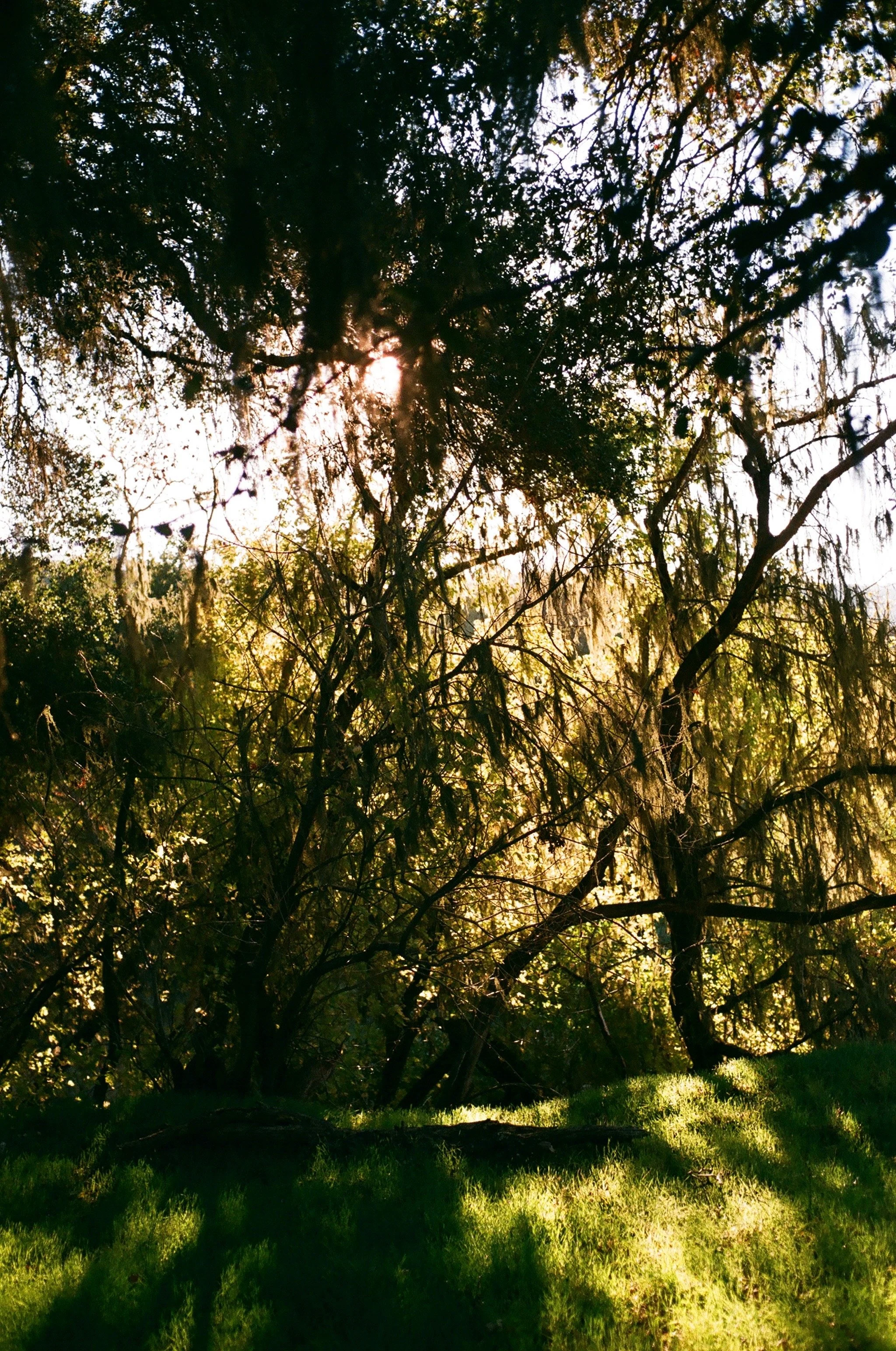 Sun shining through dense trees with green foliage, casting shadows on the grass below.
