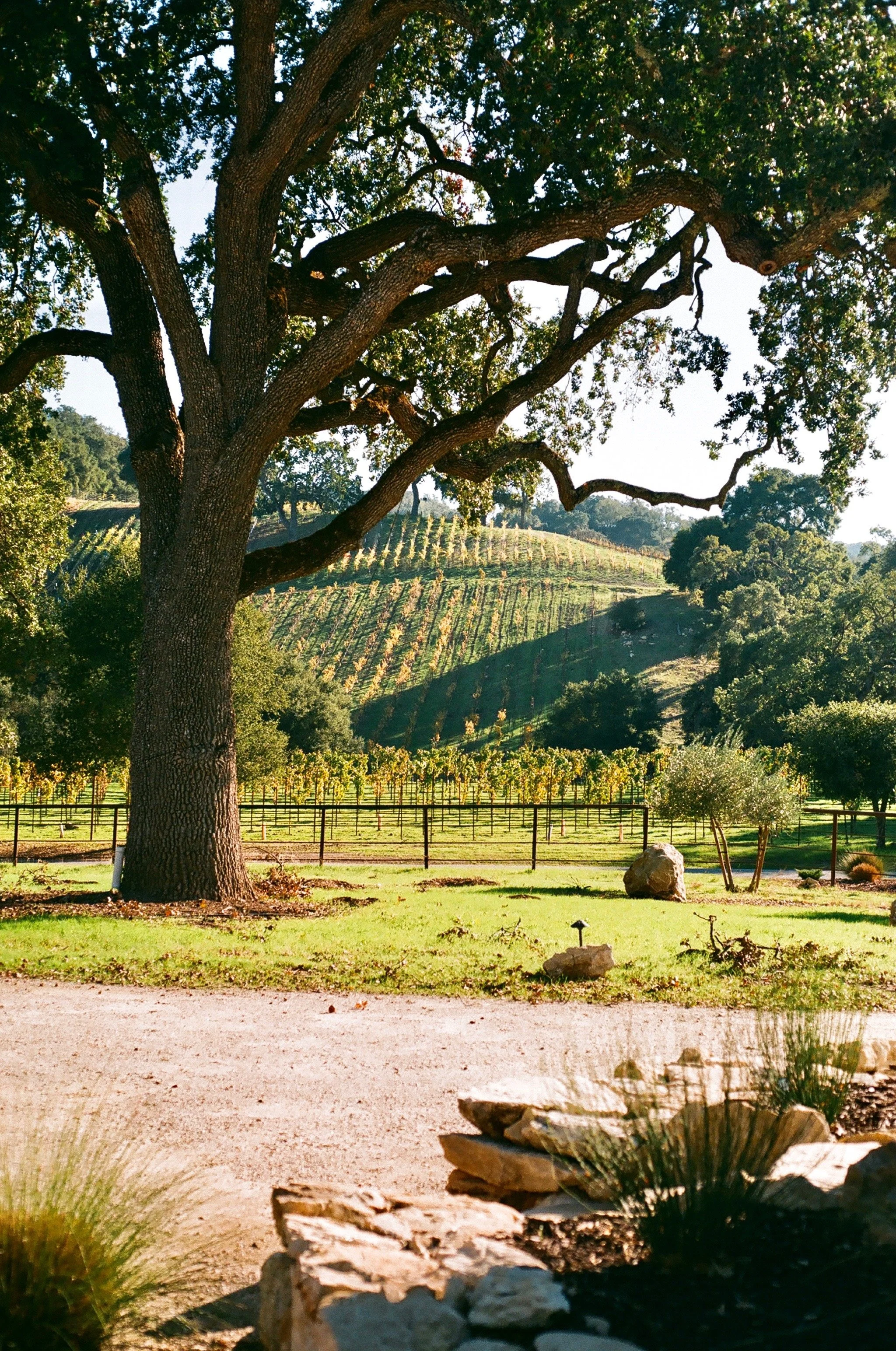 A large tree with sprawling branches in a vineyard landscape, with rows of grapevines on rolling hills in the background.